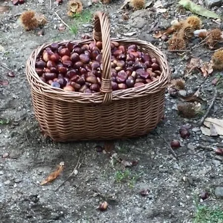 Villa Superbe Maison Dans Village Au Coeur De La Corse A Casa Suttana Verdese