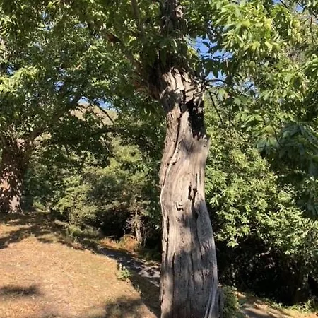 Superbe Maison Dans Village Au Coeur De La Corse A Casa Suttana * Verdese