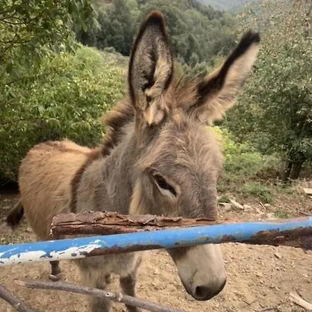 Superbe Maison Dans Village Au Coeur De La Corse A Casa Suttana * Verdese