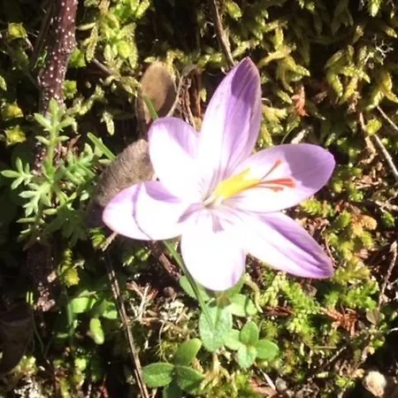 Superbe Maison Dans Village Au Coeur De La Corse A Casa Suttana Villa Verdese