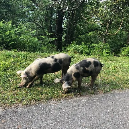 Superbe Maison Dans Village Au Coeur De La Corse A Casa Suttana Villa *