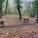 Вилла Superbe Maison Dans Village Au Coeur De La Corse A Casa Suttana Verdese