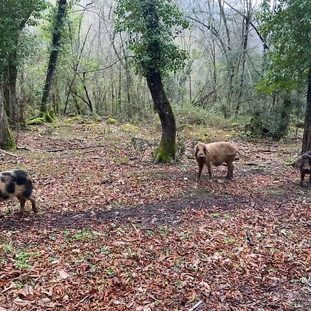 Villa Superbe Maison Dans Village Au Coeur De La Corse A Casa Suttana Verdese