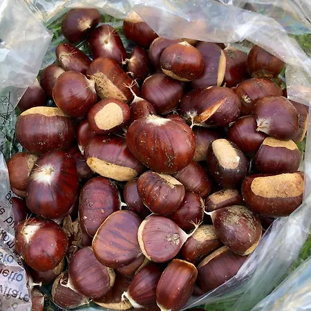 Villa Superbe Maison Dans Village Au Coeur De La Corse A Casa Suttana *