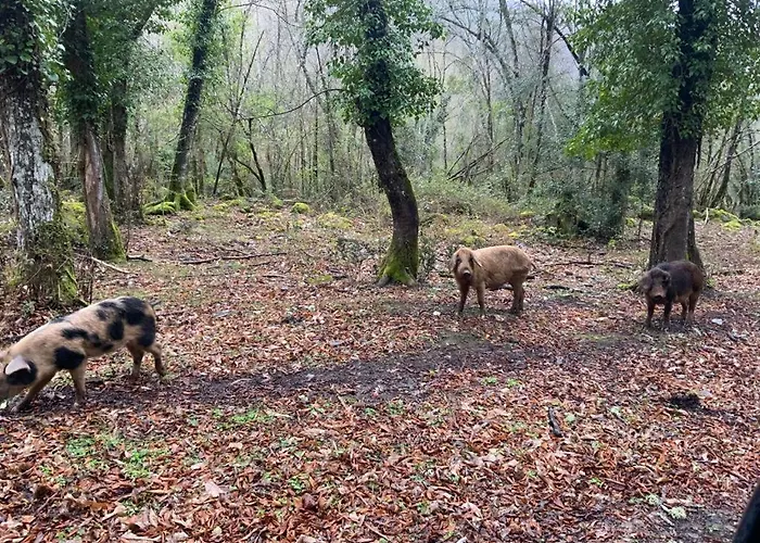 Villa Superbe Maison Dans Village Au Coeur De La Corse A Casa Suttana Verdese