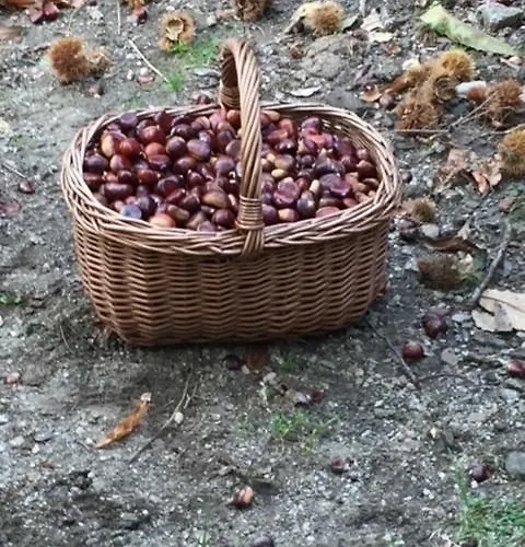 Villa Superbe Maison Dans Village Au Coeur De La Corse A Casa Suttana Verdese