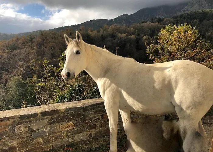 Superbe Maison Dans Village Au Coeur De La Corse A Casa Suttana