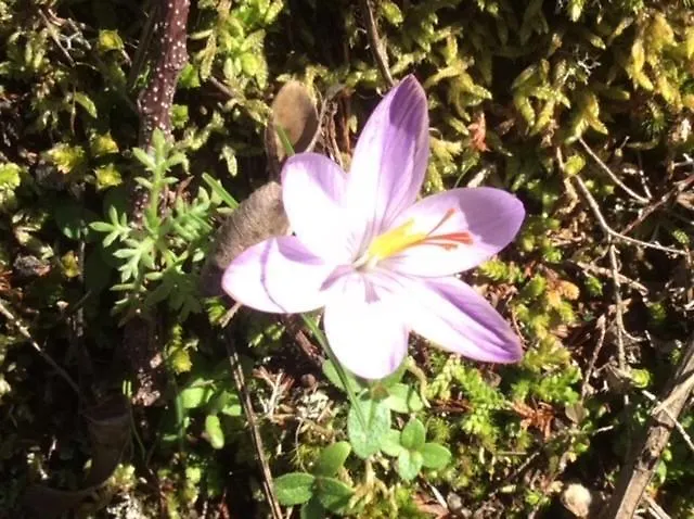 Superbe Maison Dans Village Au Coeur De La Corse A Casa Suttana Villa Verdese