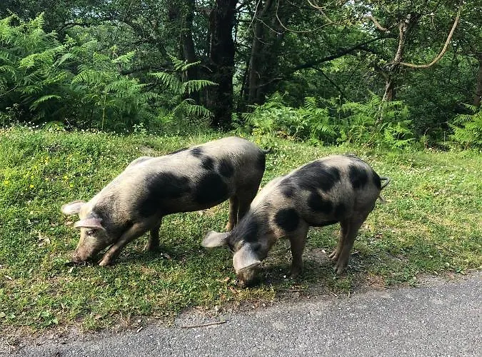 Superbe Maison Dans Village Au Coeur De La Corse A Casa Suttana Villa *